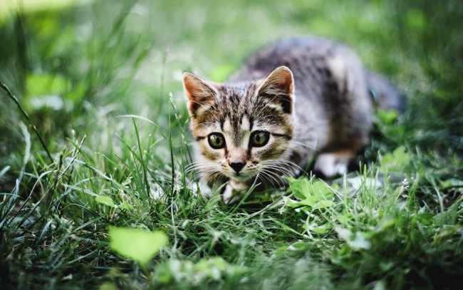 Обои картинки фото животные, коты, кошка, лето, трава