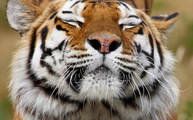 Обои картинки фото животные, тигры, хищник, морда, животное, усы, тигр