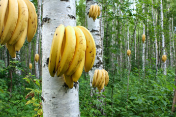 Картинка юмор+и+приколы бананы березы роща
