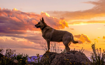 Картинка животные собаки закат облака взгляд собака