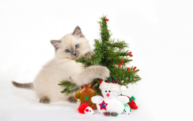 Обои картинки фото животные, коты, игрушки, ёлка, новогодний, котенок