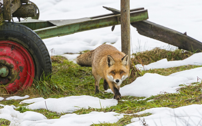 Обои картинки фото животные, лисы, лиса, снег