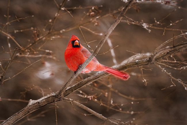 Обои картинки фото животные, кардиналы, птица, кардинал, красный, ветки