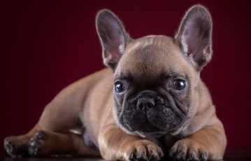 Картинка животные собаки портрет бульдог французский щенок