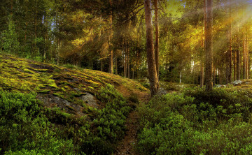 Картинка природа лес сосны свет