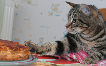 Картинка животные коты кот кошка пирог