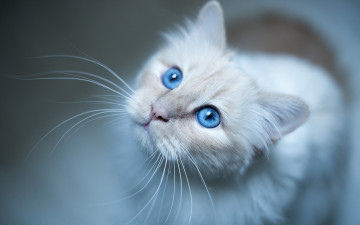 Картинка животные коты взгляд усы мордочка голубые глаза бирманская кошка