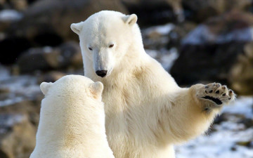 Картинка животные медведи белые лапа полярные