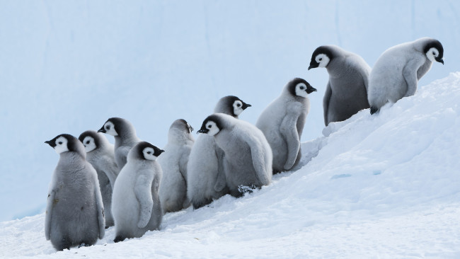 Обои картинки фото животные, пингвины, снег