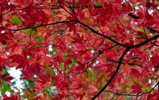 Обои картинки фото природа, деревья, дерево, ветки, листья, красные, осень, клен