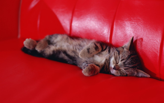 Обои картинки фото животные, коты, диван, красный, спит, серый, полосатый, кошки, котенок