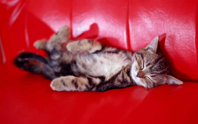 Обои картинки фото животные, коты, кошки, котенок, красный, диван, спит, серый, полосатый