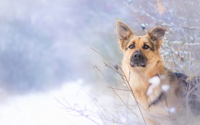 Обои картинки фото животные, собаки, овчарка, собака, зима, взгляд
