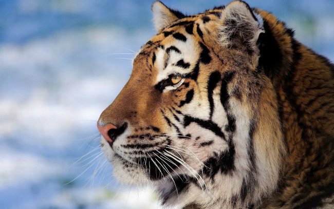 Обои картинки фото животные, тигры, профиль, голова, тигр, снег