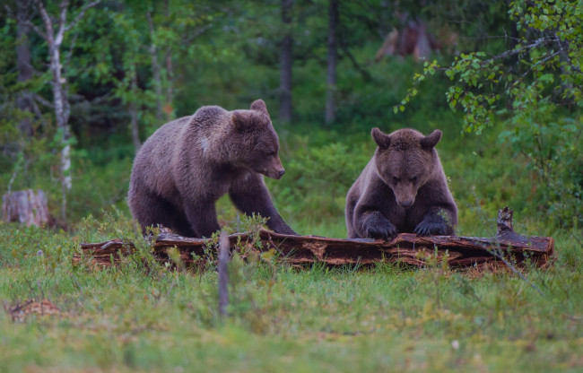 Обои картинки фото животные, медведи, бревно, лес, бурый, пара, медведь