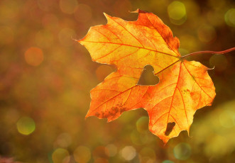 обоя природа, листья, одинокий, сердечко, боке, осень
