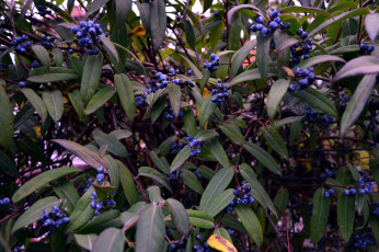 Картинка природа Ягоды куст ягоды синие