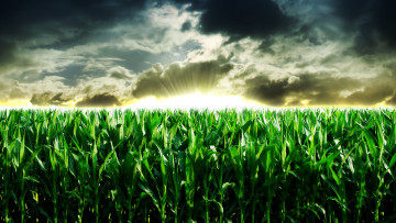 Картинка восход+солнца+на+кукурузном+поле природа поля восход поле кукуруза