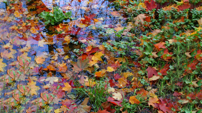 Обои картинки фото осеннее разноцветие, природа, листья, осень, жёлтые, красные, вода