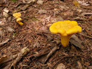 Картинка природа грибы лисички