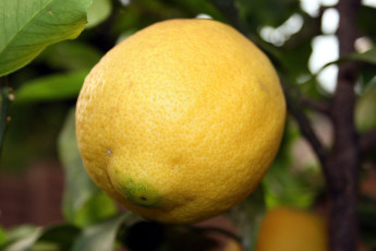 Картинка природа плоды лимон цитрус