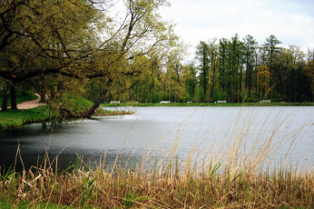 Картинка природа реки озера деревья лето озеро