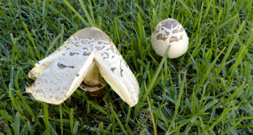 Картинка природа грибы дуэт трава