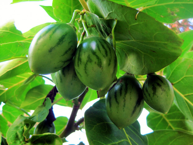 Обои картинки фото природа, плоды, tree-tomato, fruit