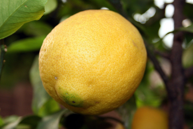 Обои картинки фото природа, плоды, лимон, цитрус