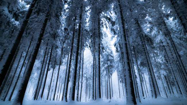 Обои картинки фото природа, лес, снег