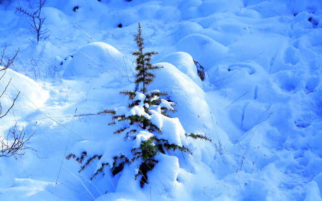 Обои картинки фото природа, зима, елка, снег, сугробы
