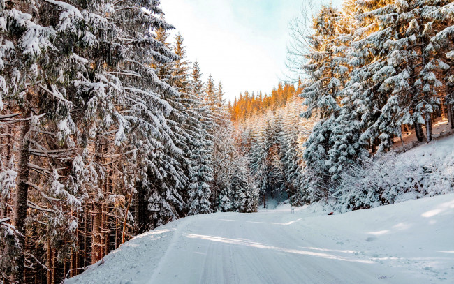 Обои картинки фото природа, зима, сугробы, снег, лес
