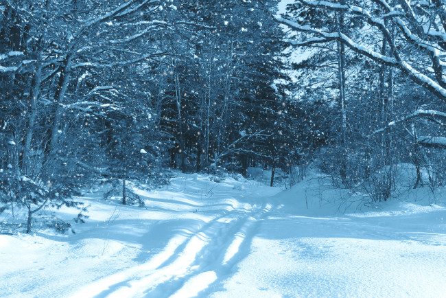 Обои картинки фото природа, зима, снег, деревья, лес