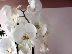 обоя цветы, орхидеи, белые