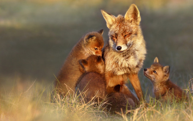 Обои картинки фото лисица с лисятами, животные, лисы, лисица, рыжая, лисята, псовые, лисицы, млекопитающие, мех, пушнина, лиса, хищник