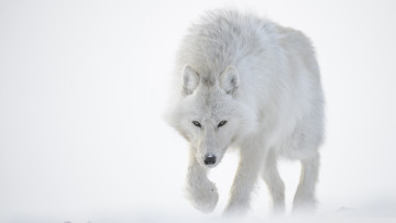 Картинка животные волки +койоты +шакалы снег зима хищник полярный волк