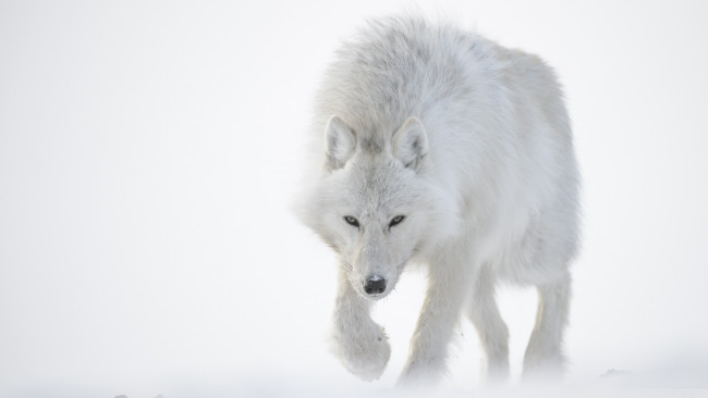 Обои картинки фото животные, волки,  койоты,  шакалы, снег, зима, хищник, полярный, волк
