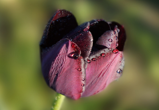 Обои картинки фото цветы, тюльпаны, dark, flower, tulips, blooming