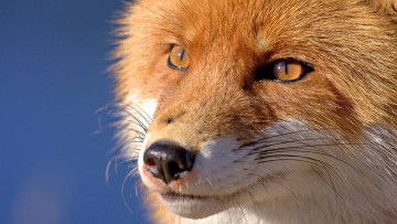 Картинка животные лисы лиса морда взгляд портрет