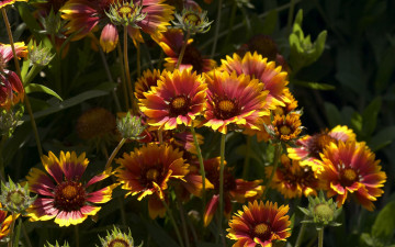 Картинка цветы гайлардии гелениумы двухцветные