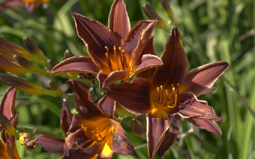 Картинка цветы лилии лилейники коричнеый