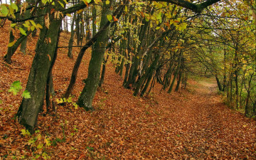 Картинка природа деревья листья осень лес