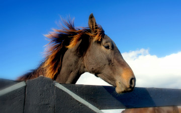 Картинка животные лошади конь забор небо