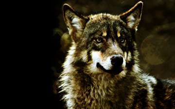 Картинка животные волки волк