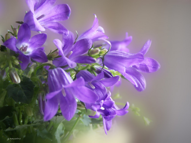 Обои картинки фото автор, novotna, цветы, колокольчики, синие
