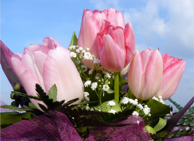 Обои картинки фото цветы, тюльпаны, розовые, гипсофила