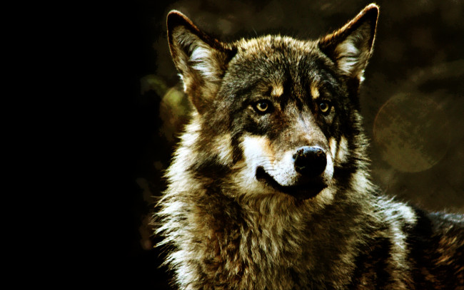 Обои картинки фото животные, волки, волк