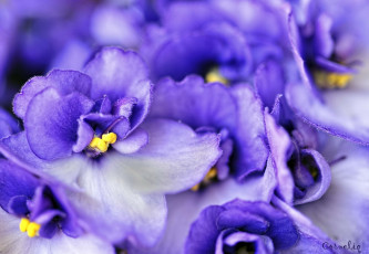Картинка цветы фиалки фиолетовый макро