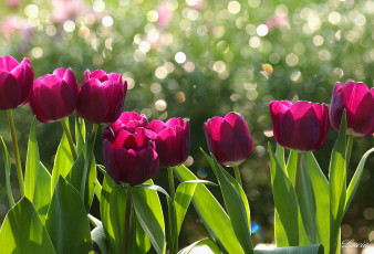 Картинка цветы тюльпаны блики малиновый