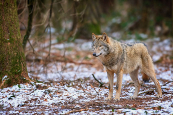 Картинка животные волки хищник серый лес